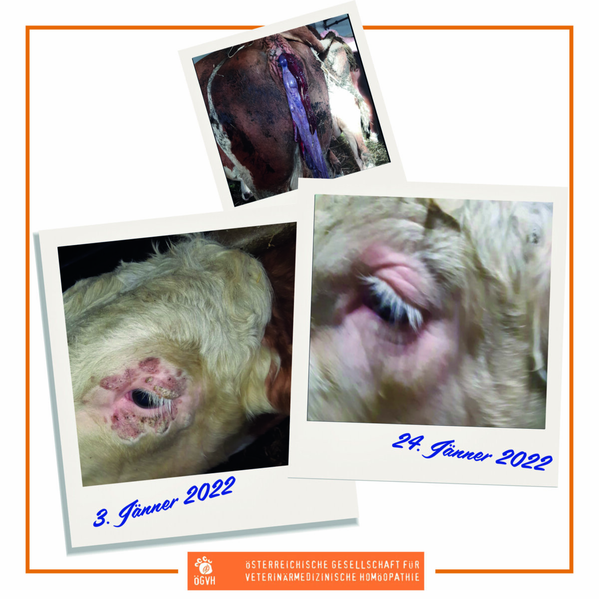 Kostenlose Vortragsreihe: Homöopathie in der Nutztierpraxis Case reports & Arzneimittelbilder