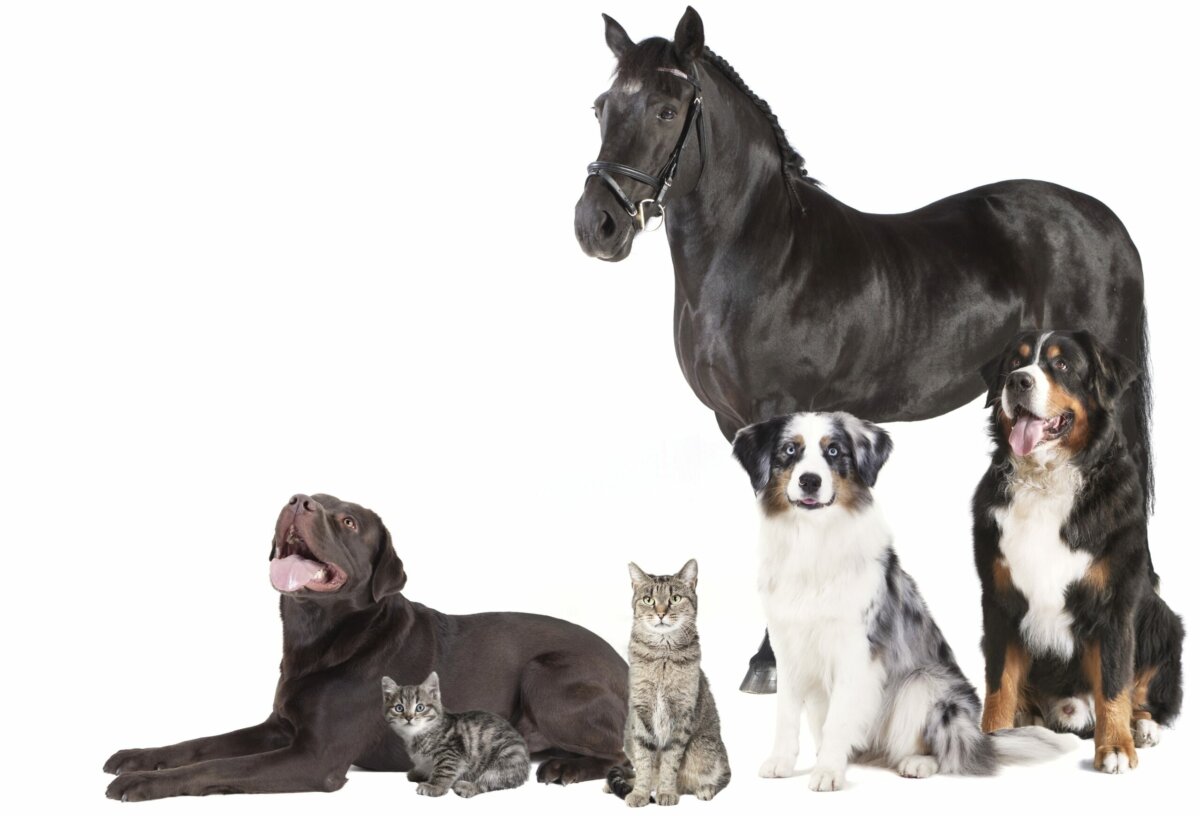 Tag der integrativen Methoden: Nierenerkrankungen bei Hund, Katze und Pferd neue Therapieansätze im Fokus